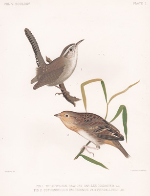 Bewick's White-bellied Wren, Western Yellow-winged Sparrow